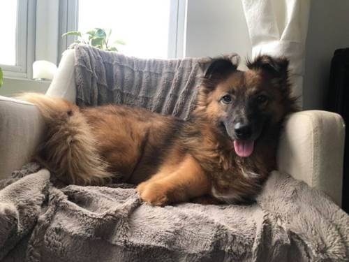 Dogilike.com :: ٺ١ҢͧԴҵѴҷЪͺشԹ ѹѹժԵ !