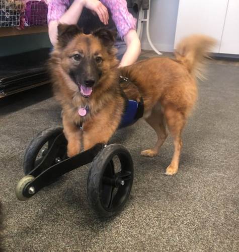 Dogilike.com :: ٺ١ҢͧԴҵѴҷЪͺشԹ ѹѹժԵ !