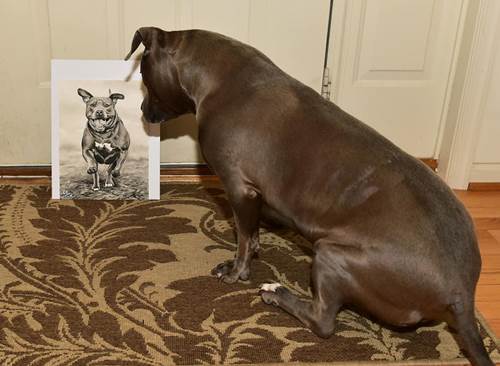 Dogilike.com :: ŻԹҾͧҵǨԧѺҾҴشѡ Сҹա!