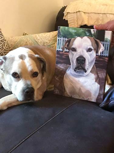 Dogilike.com :: ŻԹҾͧҵǨԧѺҾҴشѡ Сҹա!