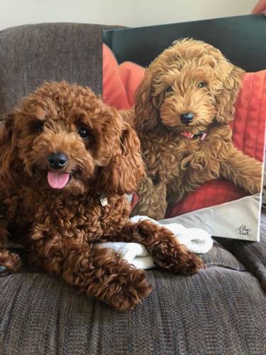 Dogilike.com :: ŻԹҾͧҵǨԧѺҾҴشѡ Сҹա!