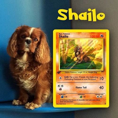Dogilike.com :: ѡԹ! ŻԹҫŨѺѵ§㹡͹