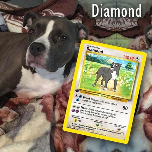 Dogilike.com :: ѡԹ! ŻԹҫŨѺѵ§㹡͹
