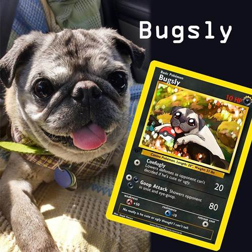 Dogilike.com :: ѡԹ! ŻԹҫŨѺѵ§㹡͹