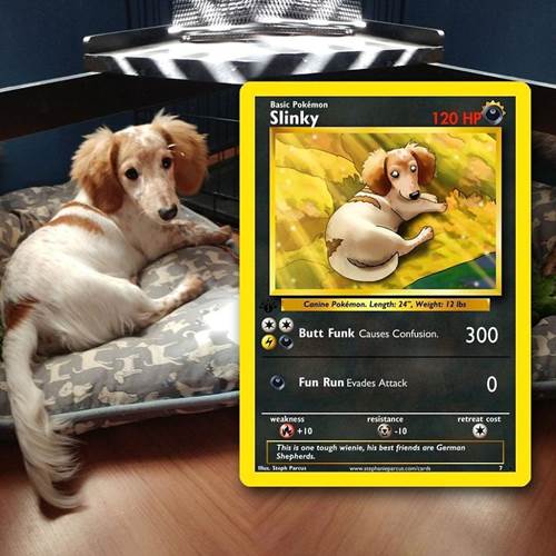 Dogilike.com :: ѡԹ! ŻԹҫŨѺѵ§㹡͹