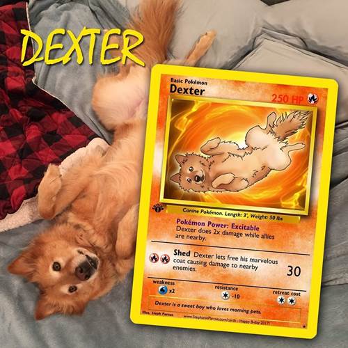 Dogilike.com :: ѡԹ! ŻԹҫŨѺѵ§㹡͹
