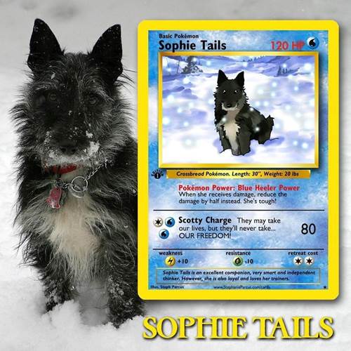 Dogilike.com :: ѡԹ! ŻԹҫŨѺѵ§㹡͹