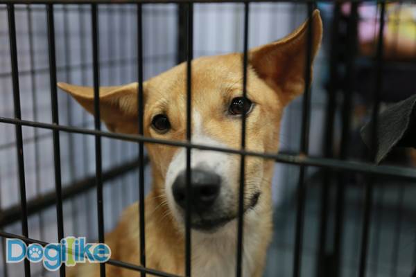 Dogilike.com :: Dogilike ҵ Thailand International Dog Show 2019 ͹ 2