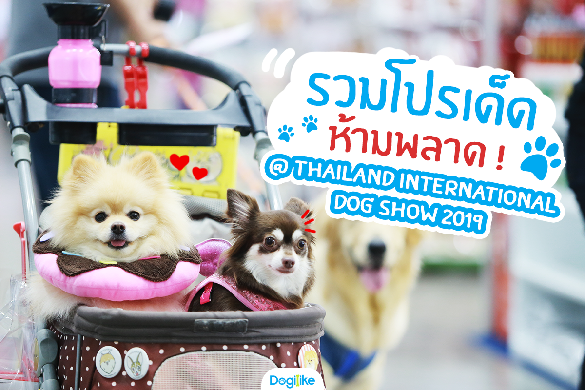 Dogilike.com :: Dogilike ҵ Thailand International Dog Show 2019 ͹ 1