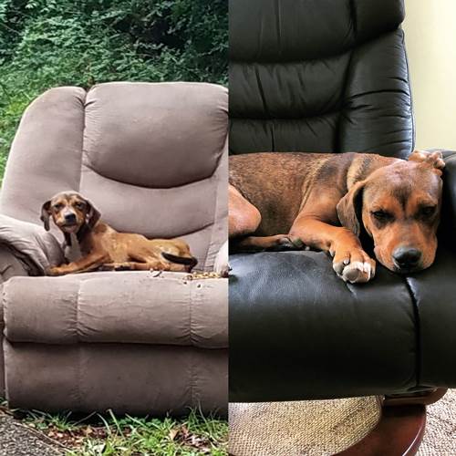 Dogilike.com :: Ե! ١ҷ¶١駾⫿ ѹպҹͺ