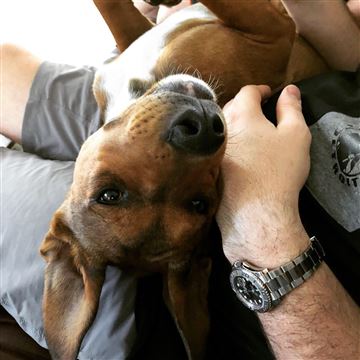 Dogilike.com :: Ե! ١ҷ¶١駾⫿ ѹպҹͺ