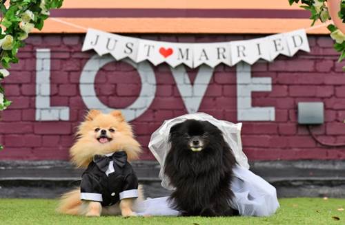 Dogilike.com :: ѡ! ѧҢͧ Դ鹷ѴҹѺٺ