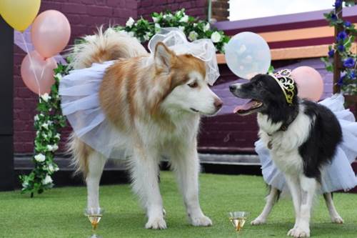Dogilike.com :: ѡ! ѧҢͧ Դ鹷ѴҹѺٺ