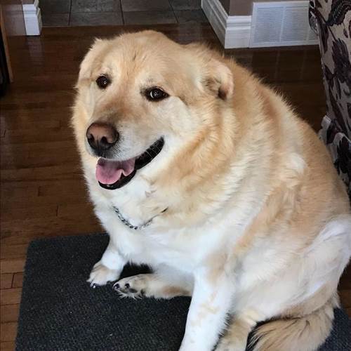 Dogilike.com :: Ңͧ觡س¦ҵǹԹ ѵᾷẺ᷹!