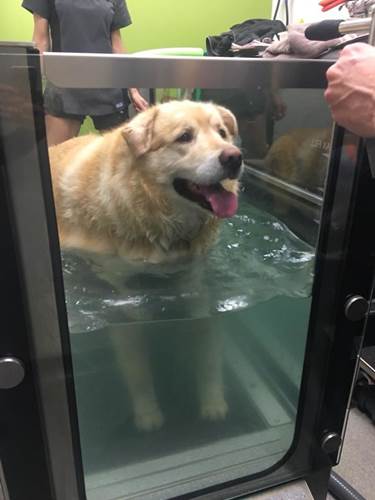 Dogilike.com :: Ңͧ觡س¦ҵǹԹ ѵᾷẺ᷹!