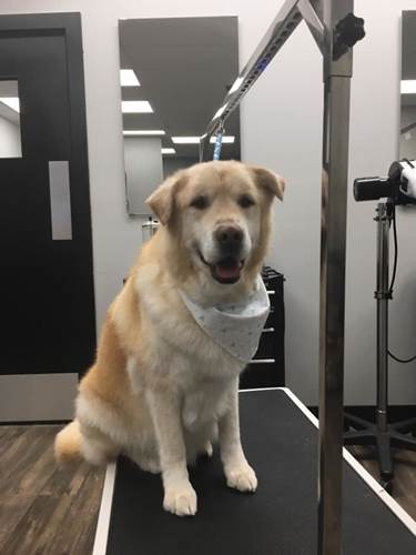 Dogilike.com :: Ңͧ觡س¦ҵǹԹ ѵᾷẺ᷹!