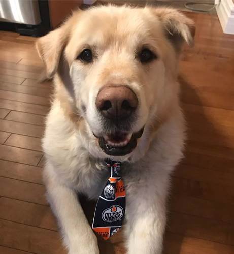 Dogilike.com :: Ңͧ觡س¦ҵǹԹ ѵᾷẺ᷹!