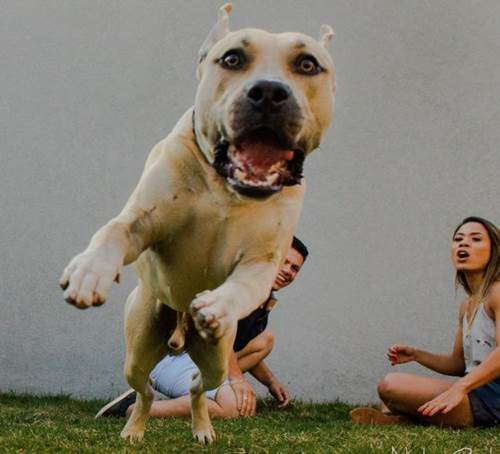 Dogilike.com :: ѡҵٺҾǴ駴¡ѹ ش͡Ẻ !