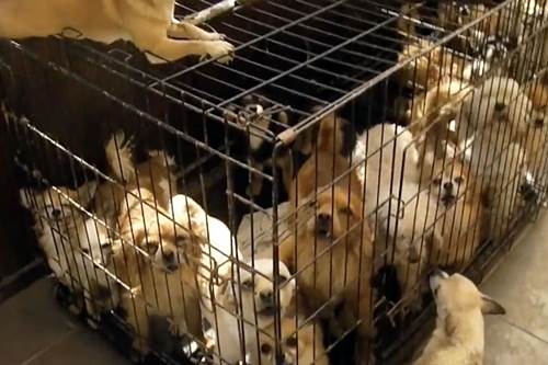 Dogilike.com :: ѧɨѺоѹعѢ ѧǡ 100 ԵѴ 纻!