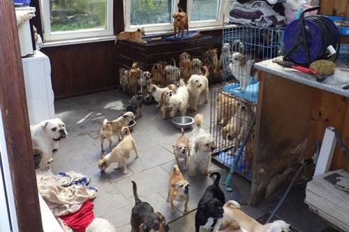 Dogilike.com :: ѧɨѺоѹعѢ ѧǡ 100 ԵѴ 纻!