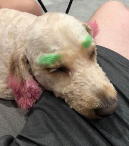 Dogilike.com :: ǩع! ҺӵѴ Ѻⴹբ繵ǵš
