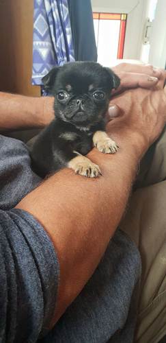 Dogilike.com :: ŧ! ٺǨǶ١Ѵ㹶اʵԡ駢ҧҧ