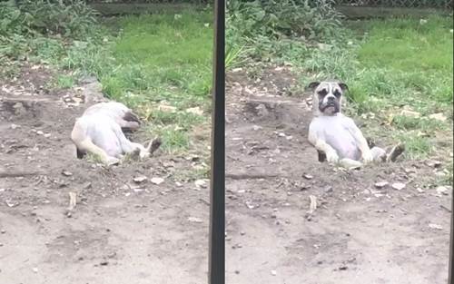 Dogilike.com :: 繴! ͺºŴ͡͹ѺԹԹ ͺ 6 ҹ