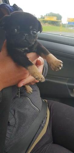Dogilike.com :: ŧ! ٺǨǶ١Ѵ㹶اʵԡ駢ҧҧ