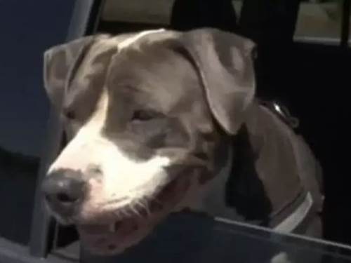 Dogilike.com :: Է  ! ªԵҢͧСѹ ѧⴹѴе