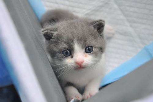 Dogilike.com :: ฮือฮา! บริษัทในจีนรับโคลนนิ่งสัตว์เลี้ยงโดยเอาความจำต้นแบบมาด้วย