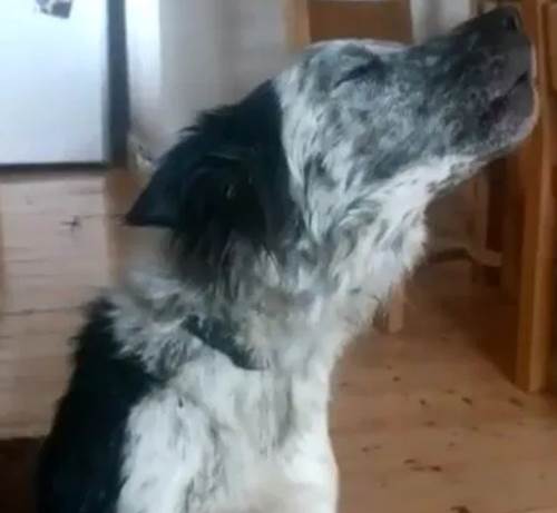 Dogilike.com :: ෾! ҵٺ¹§ͧ ШзѺ价š(Ի)