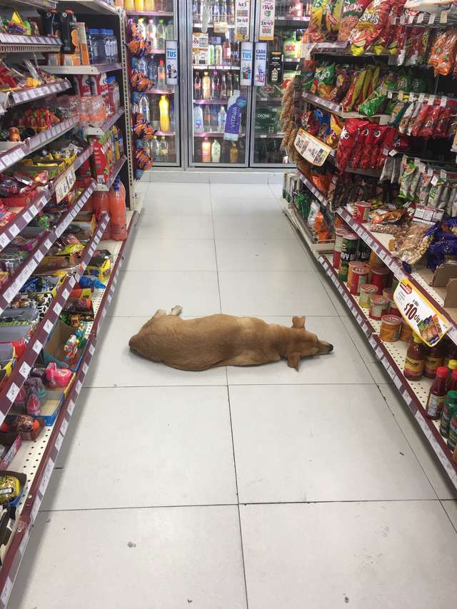 Dogilike.com :: ѡ! ҹдǡԴеٵ͹Ѻͧѹҡ͹Ѵ