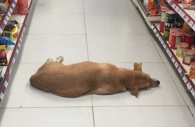 Dogilike.com :: ѡ! ҹдǡԴеٵ͹Ѻͧѹҡ͹Ѵ