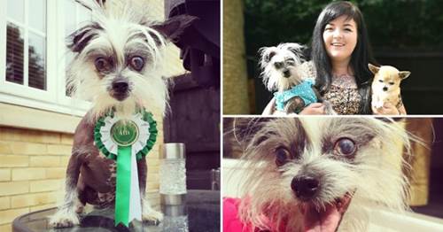 Dogilike.com :: ٺǹѻѡɳ쨹ҡѺ§ ѹԵѹ¹!
