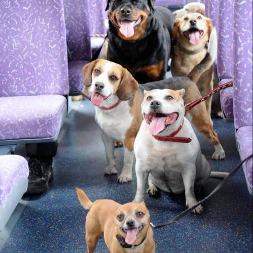 Dogilike.com :: ! ѧպԡöʾҵٺ еҢͧ͡!
