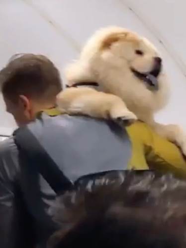 Dogilike.com :: öԹѭҳ͹´ѧ 餹ҡѹ˹¤˹觡ѺẺ!(Ի)