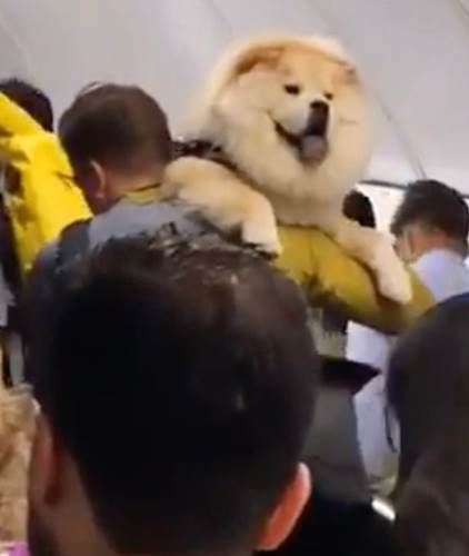 Dogilike.com :: öԹѭҳ͹´ѧ 餹ҡѹ˹¤˹觡ѺẺ!(Ի)