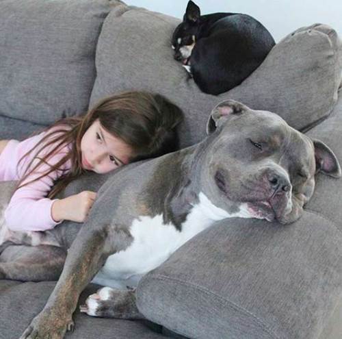 Dogilike.com :: ͧǹѡ Է ͹Դ˹ٹ  ͹Ѻ! 