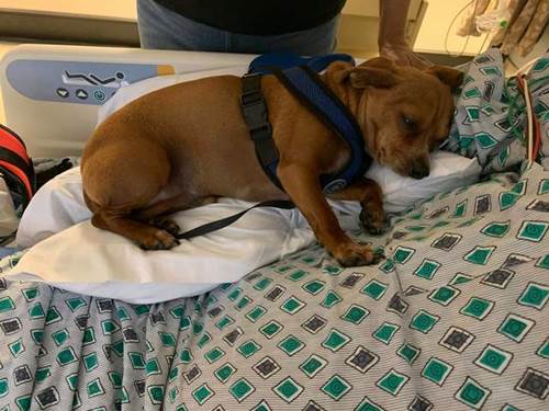 Dogilike.com :: ҹҹ! ٺҢͧ¨֧ҷش¢ͧԵ