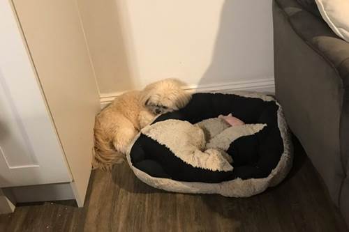 Dogilike.com :: ҢͧʵҾҵٺԴ֧͹ ѧ鹷͹ !
