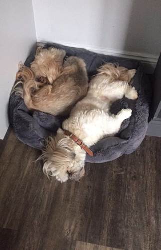 Dogilike.com :: ҢͧʵҾҵٺԴ֧͹ ѧ鹷͹ !