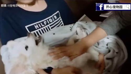 Dogilike.com :: պ! 硪ٺѧе Фسͧŧ (Ի)