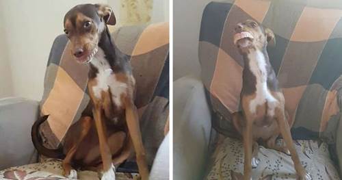 Dogilike.com :: 駺ҹµҿѹس شѺҵٺẺ!