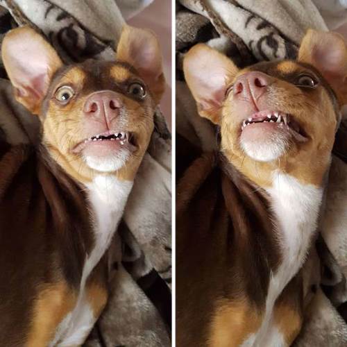 Dogilike.com :: 駺ҹµҿѹس شѺҵٺẺ!
