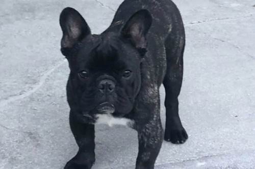 Dogilike.com :: ! Ңͧش͡ ѧ¡úԹ駵ٺշá¤ͧ