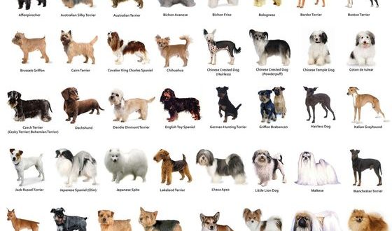 10 พันธุ์สุนัขสวยเวอร์และแพงสุดในปี 2019 | Dogilike.Com