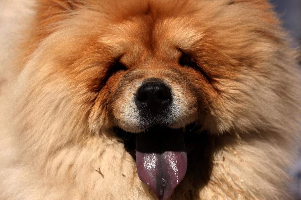 10 พันธุ์สุนัขสวยเวอร์และแพงสุดในปี 2019 | Dogilike.Com