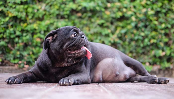Dogilike.com :: ҧҹͧҢͧҵ駷ͧ