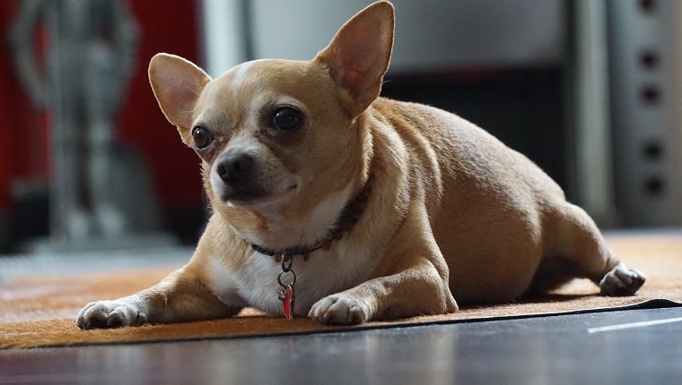 Dogilike.com :: เจ้าของต้องรู้! ... วิธีรับมือโรคท่อลมตีบในสุนัข