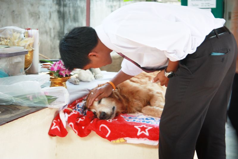 Dogilike.com :: 5 Ҫվش㨤ѡعѢ